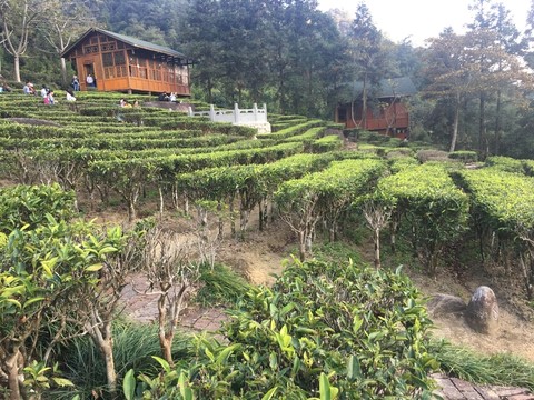 茶莊