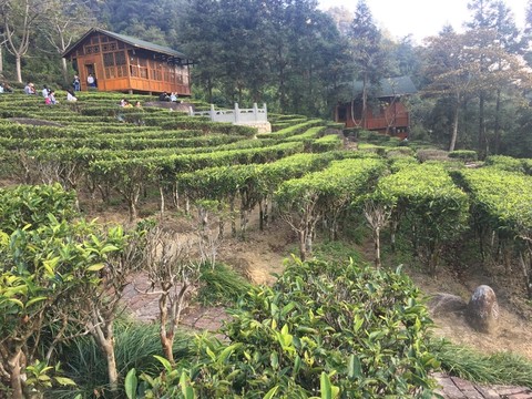 茶莊