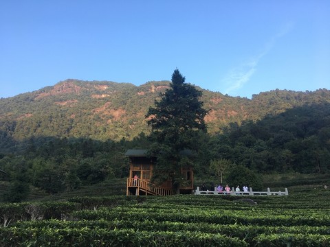 茶莊