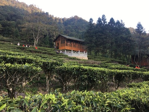 茶莊