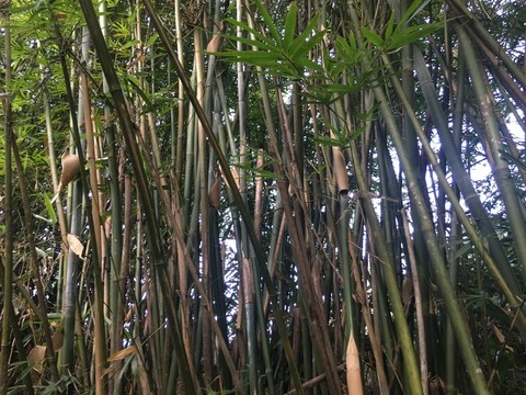 竹林