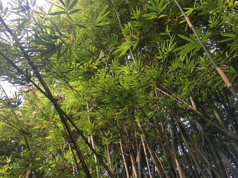 竹林