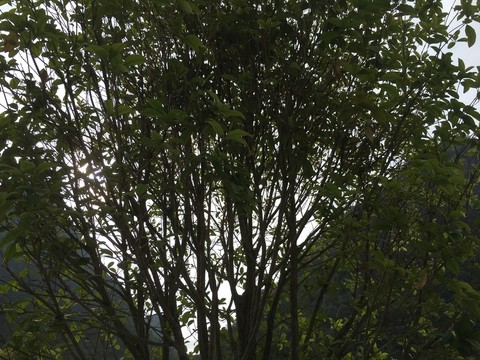 樹(shù)木