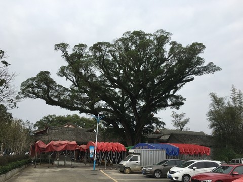 老樹