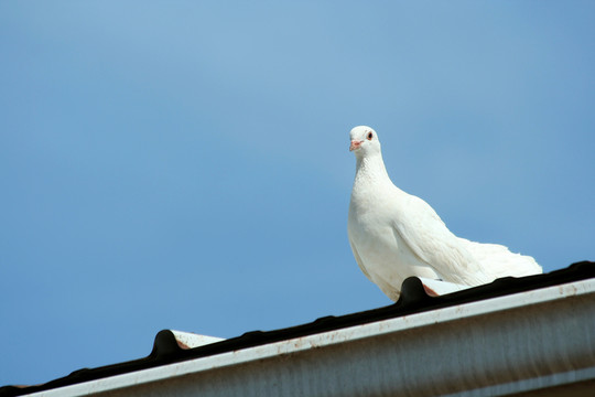鳥