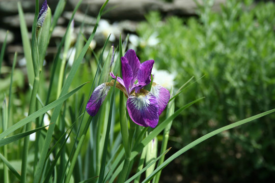 藍色