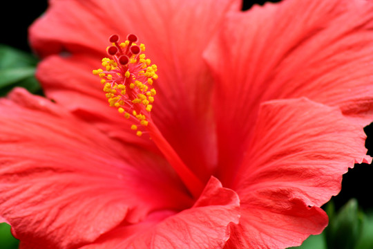 花園