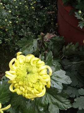菊花