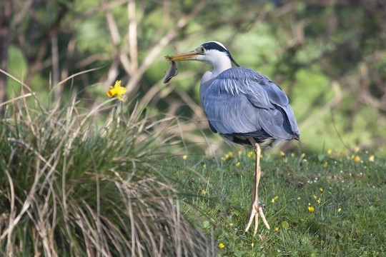 偉大的藍(lán)鷺