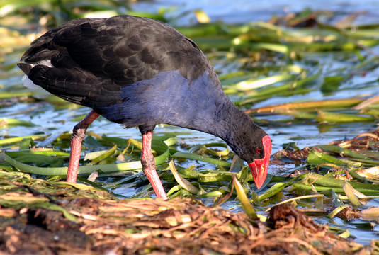 pukeko