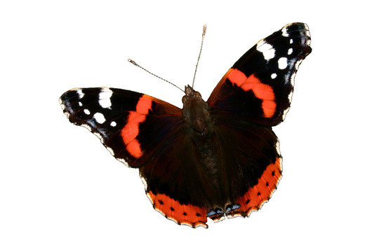 海軍上將（vanessa atalanta）
