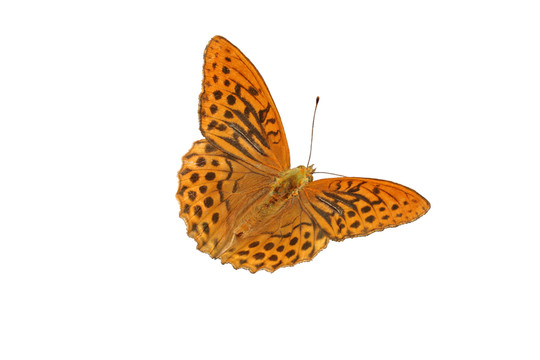 貝母（argynnis paphia）