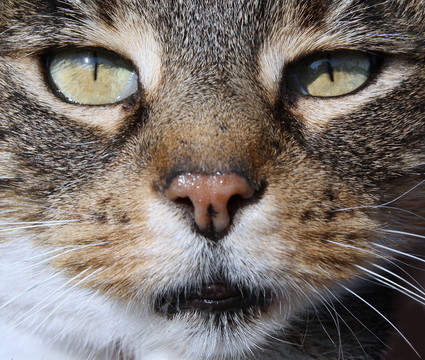 貓眼
