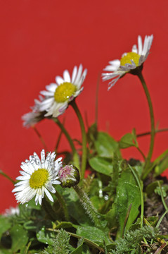 小花
