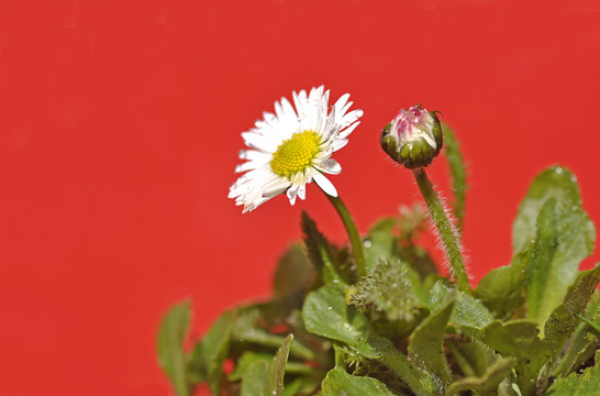 雛菊