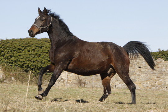疾馳trakehner
