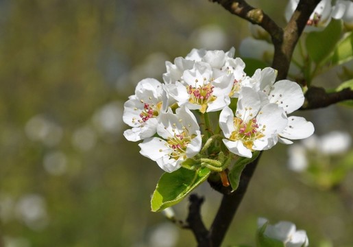 kirschbaumblüte