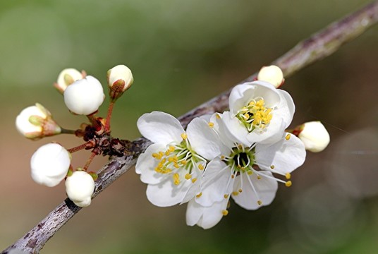 frühlingsblüte