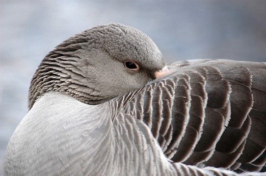 greylag