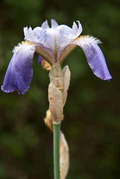 ？淡藍(lán)色虹膜，虹膜