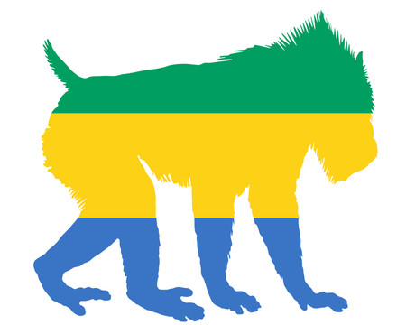 mandrill gabon