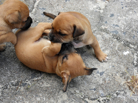 動物