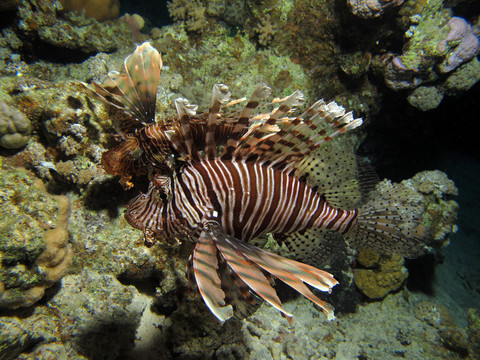 在紅海的獅子魚