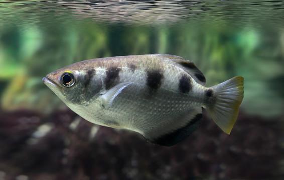 帶狀弓箭手魚