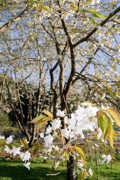 藍(lán)色