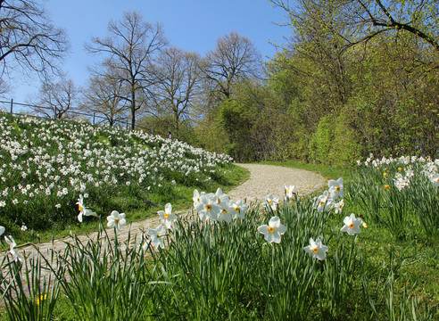 narzissenwiese