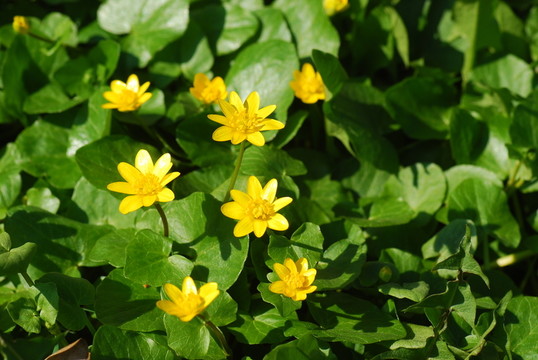 sumpfdotterblume