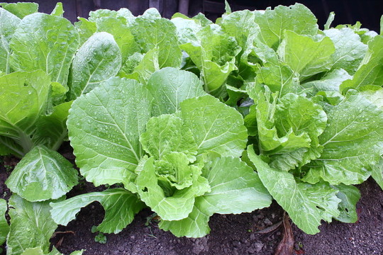 新鮮青菜 露水