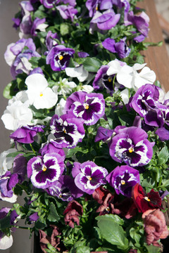 花