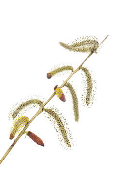 樹(shù)