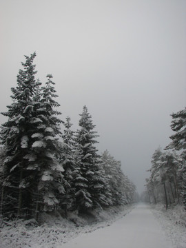 winterwald