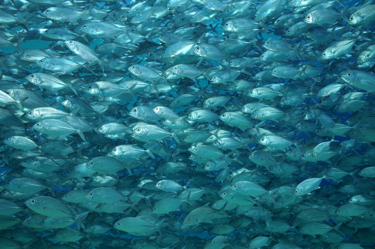 群中的鯖魚(yú)