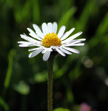 雛菊