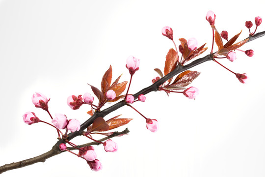 開(kāi)花blutpflaume（李屬cerasifera老黑）