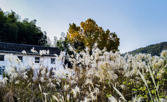 鄉(xiāng)村小景