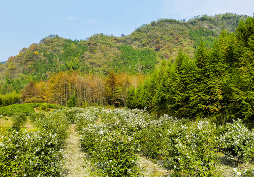 油茶花
