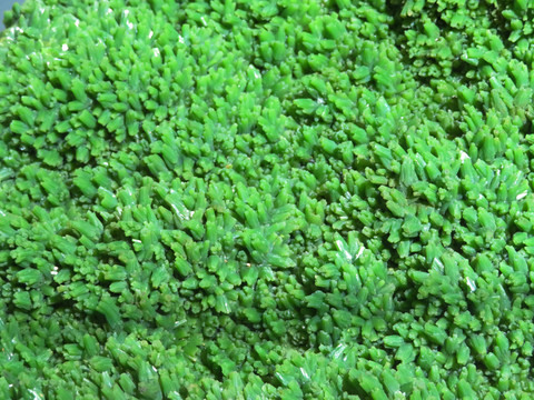 磷氯鉛礦晶簇