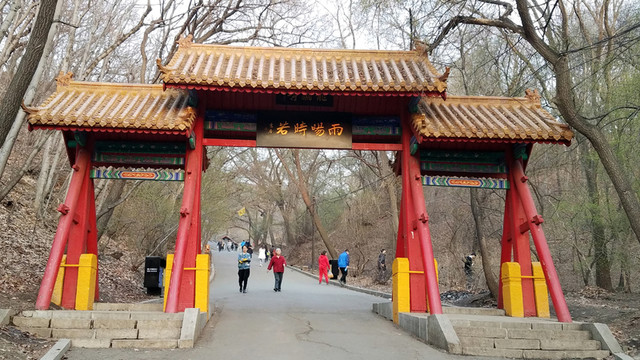 春天 龍?zhí)渡?新芽
