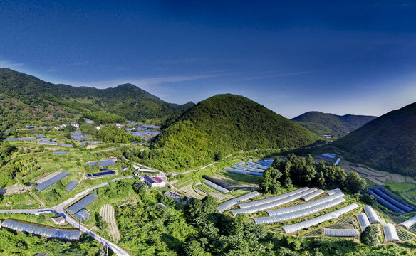 高山蔬菜