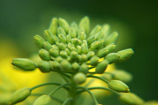 油菜花