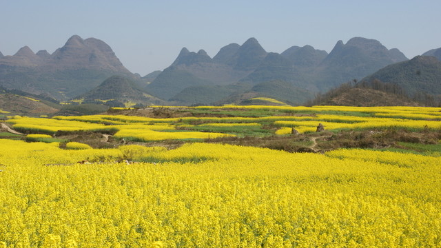 油菜花
