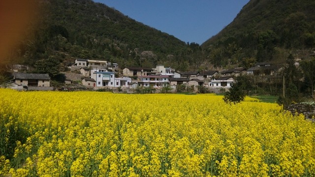 油菜花