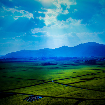 油菜花