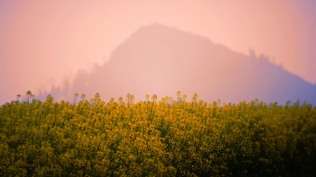 油菜花