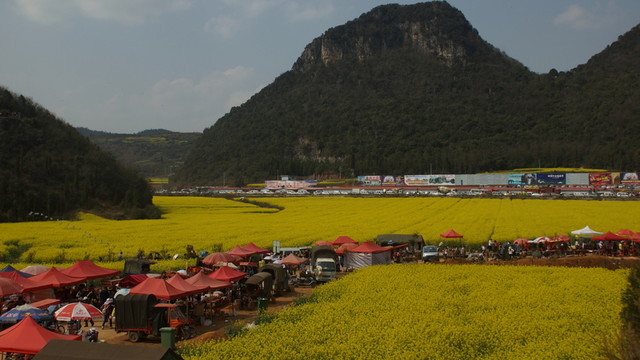 油菜花