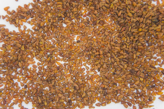 蕎麥茶 黑苦蕎 苦蕎茶 苦蕎